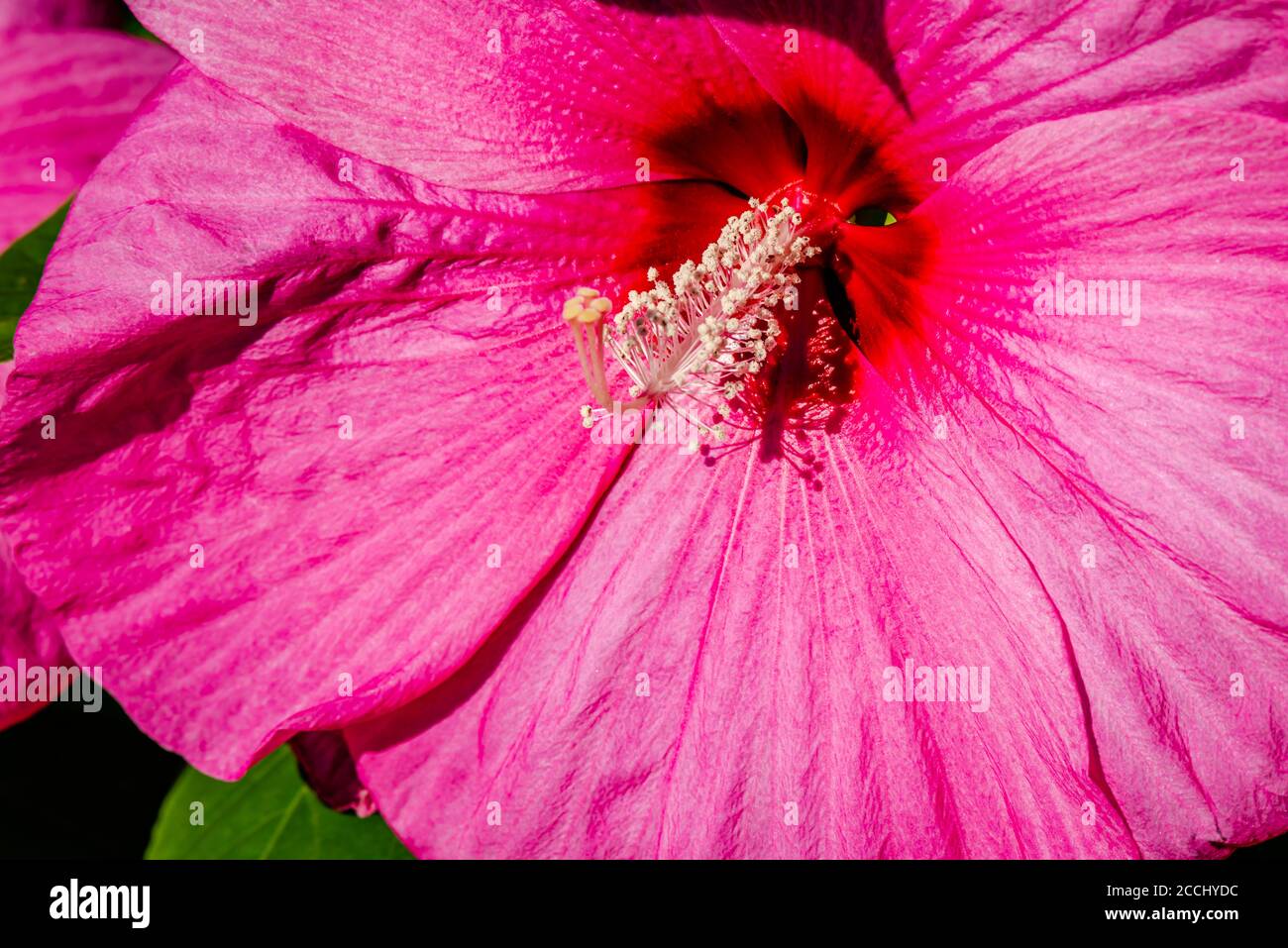 Luna Rose hibiscus in the garden Stock Photo