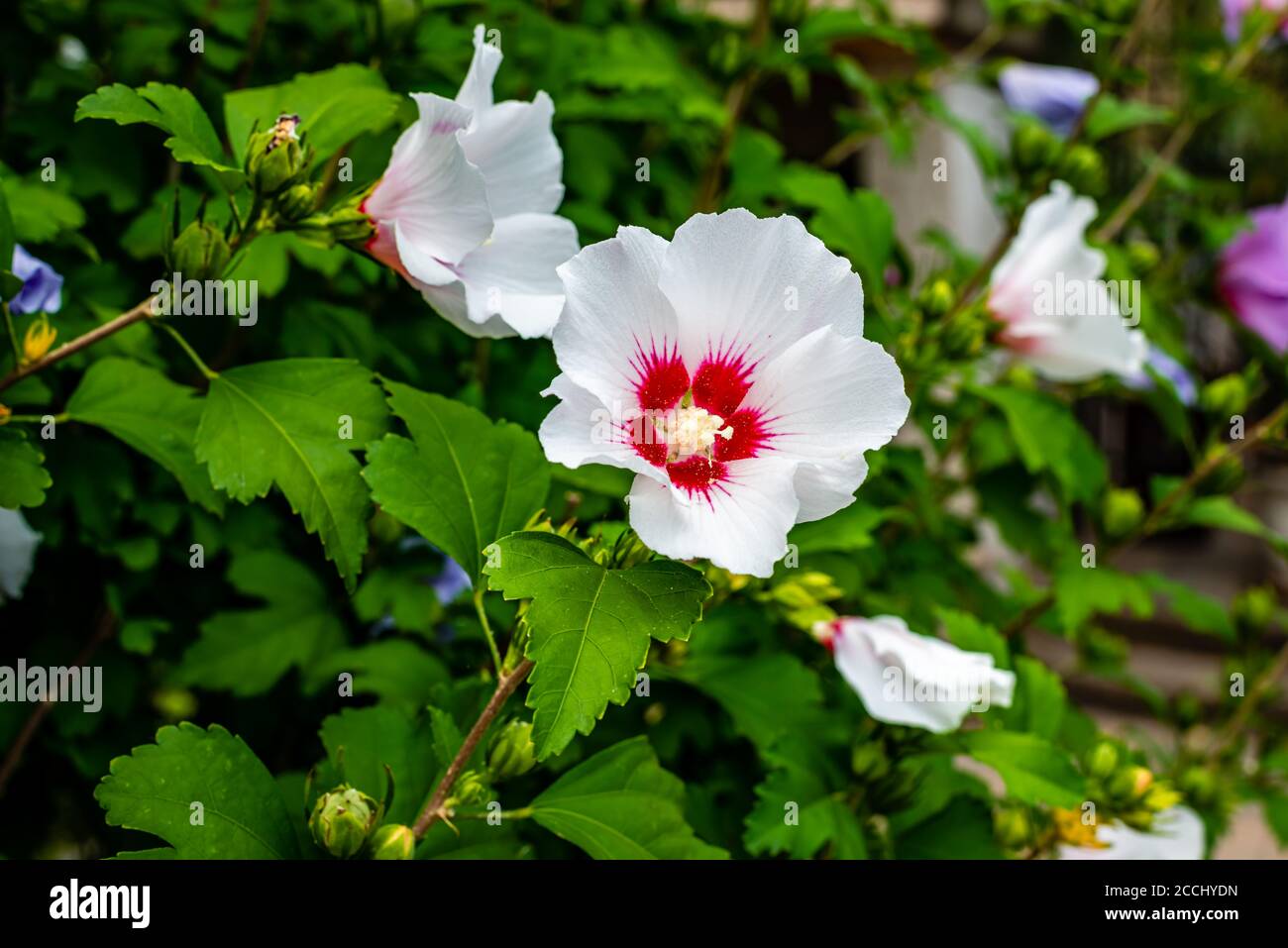 Hibiscus flowers in the garden Stock Photo - Alamy