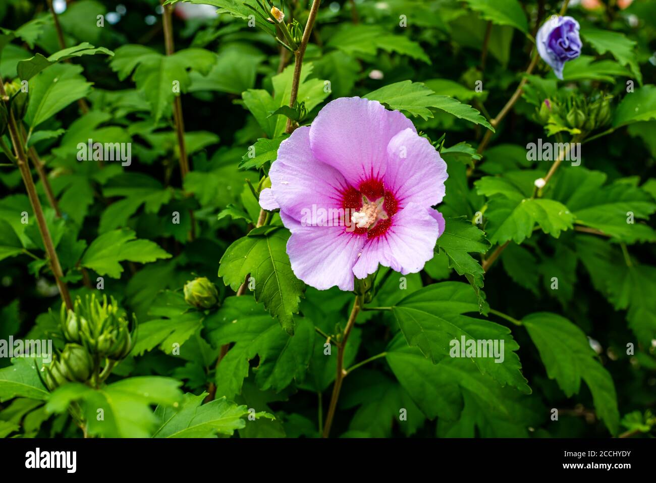 Hibiscus Flowers Near Me Exploring Cultural Significance and More
