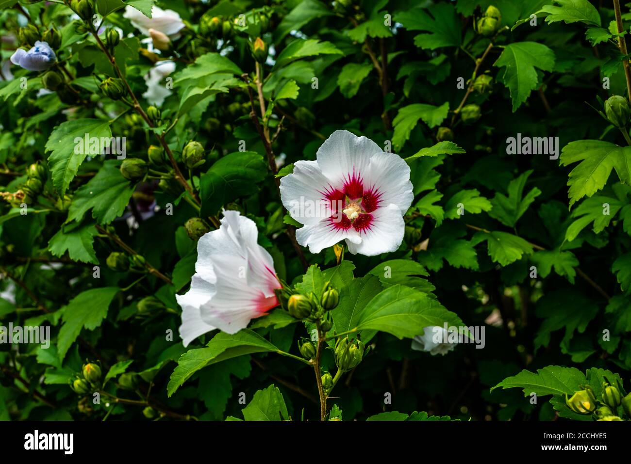Hibiscus flowers in the garden Stock Photo - Alamy