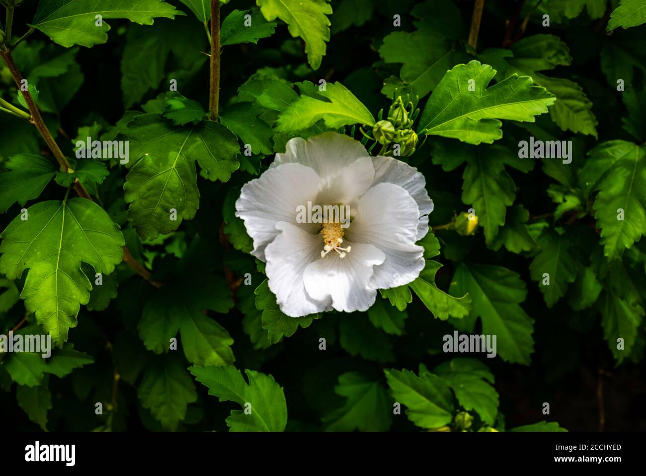 Hibiscus flowers in the garden Stock Photo - Alamy