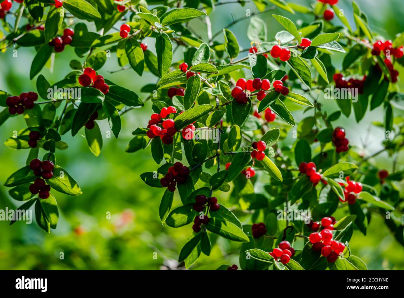 Tatarian Honeysuckle shrub with red berries Stock Photo