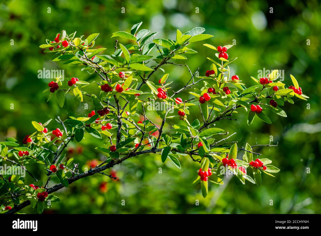 Tatarian Honeysuckle shrub with red berries Stock Photo