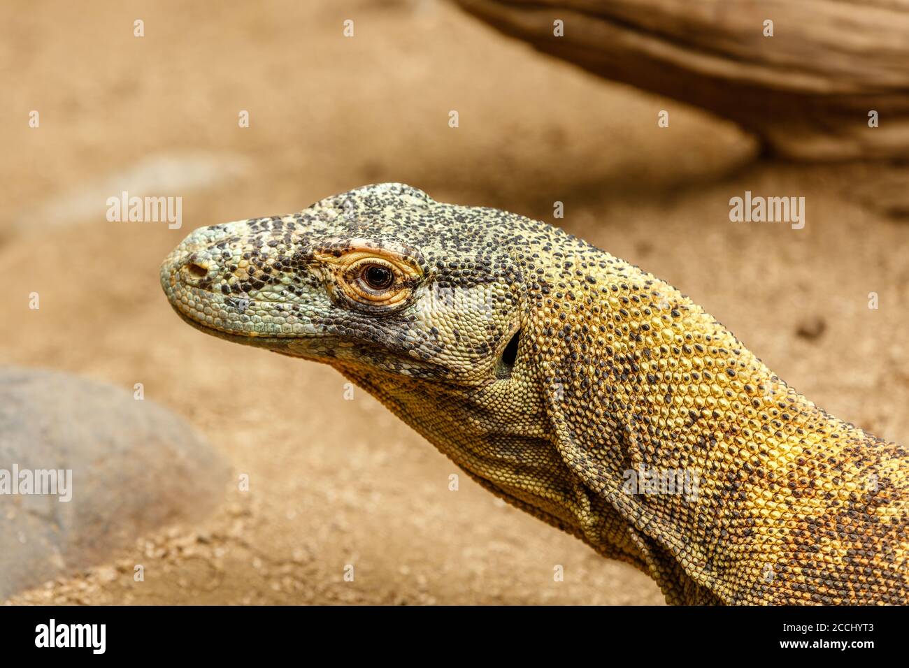 Komodo dragon (Komodo monitor), Varanus komodoensis, the largest extant species of lizard. Indonesia. Stock Photo