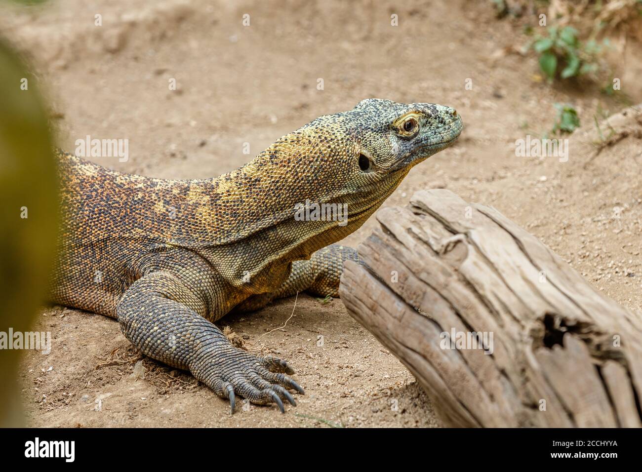 komodo-dragon-komodo-monitor-varanus-komodoensis-the-largest-extant