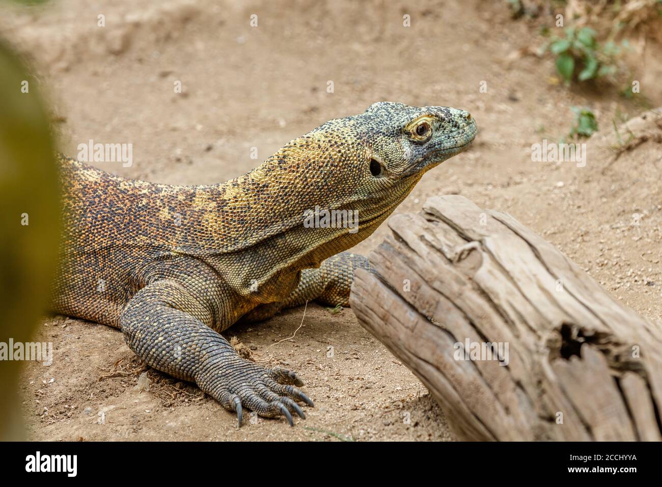 Komodo dragon (Komodo monitor), Varanus komodoensis, the largest extant species of lizard. Indonesia. Stock Photo