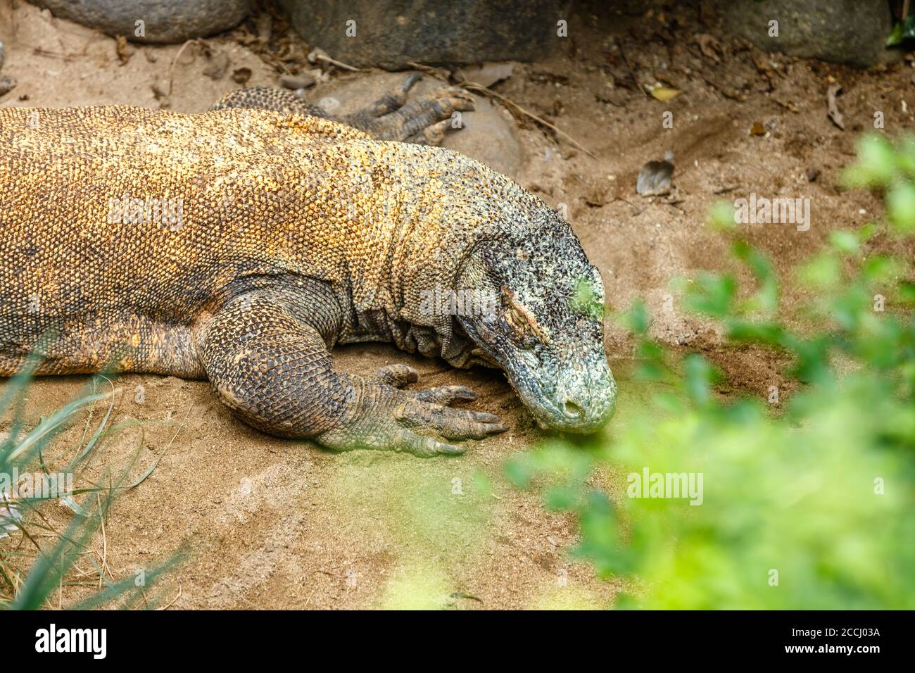 Komodo dragon (Komodo monitor), Varanus komodoensis, the largest extant species of lizard. Indonesia. Stock Photo