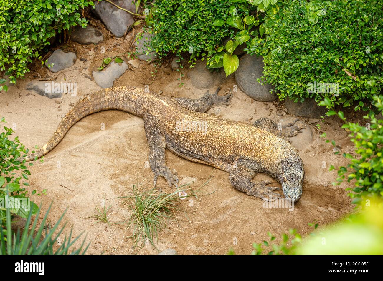 Komodo Dragon Komodo Monitor Varanus Komodoensis The Largest Extant 