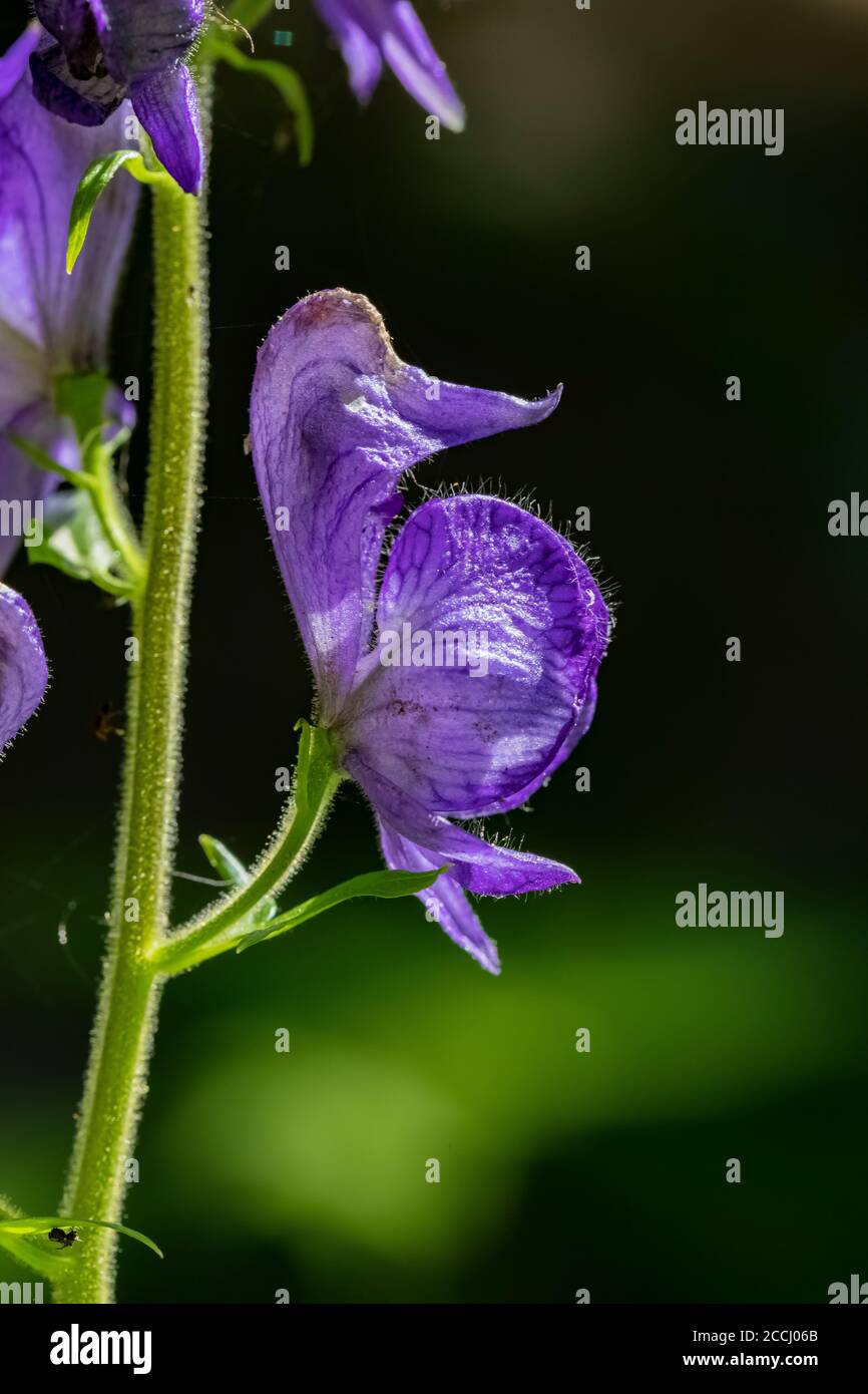 Monkshood, Aconitum columbianum, flowering along a small stream along the Snowgrass Trail in the Goat Rocks Wilderness, Gifford Pinchot National Fores Stock Photo