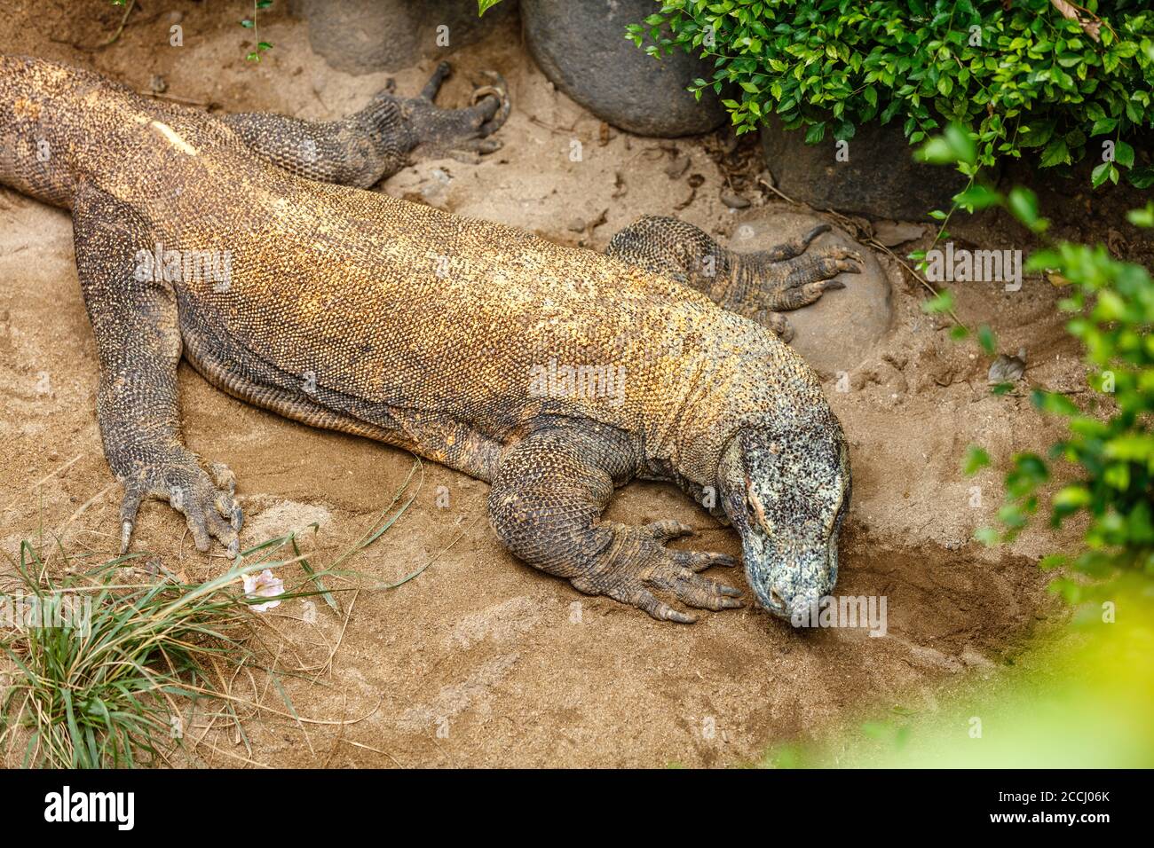 Komodo dragon (Komodo monitor), Varanus komodoensis, the largest extant species of lizard. Indonesia. Stock Photo