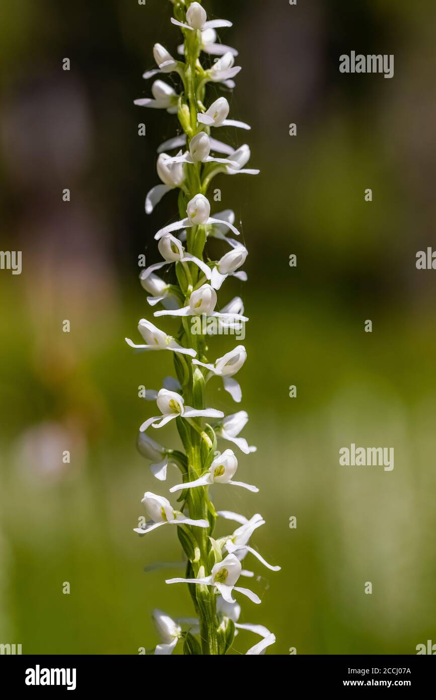 White Bog Orchid, Platanthera dilatata, along the Snowgrass Trail in the Goat Rocks Wilderness, Gifford Pinchot National Forest, Washington State, USA Stock Photo