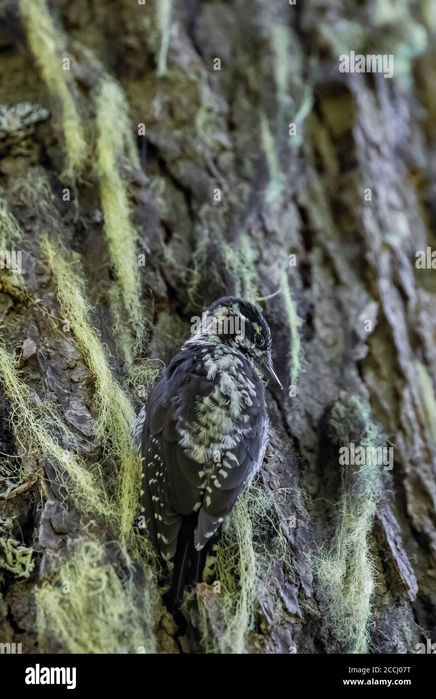 American Three-toed Woodpecker, Picoides dorsalis, male on tree with Witch's Hair lichen along the Snowgrass Trail in the Goat Rocks Wilderness, Giffo Stock Photo