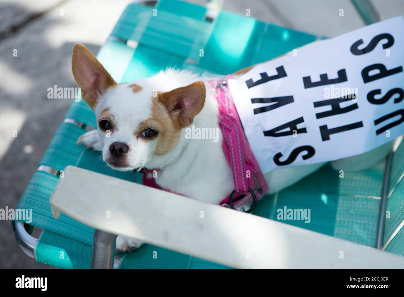 Portland, OREGON, USA. 22nd Aug, 2020. A dog wearing a Save the USPS sign was one of a hundred