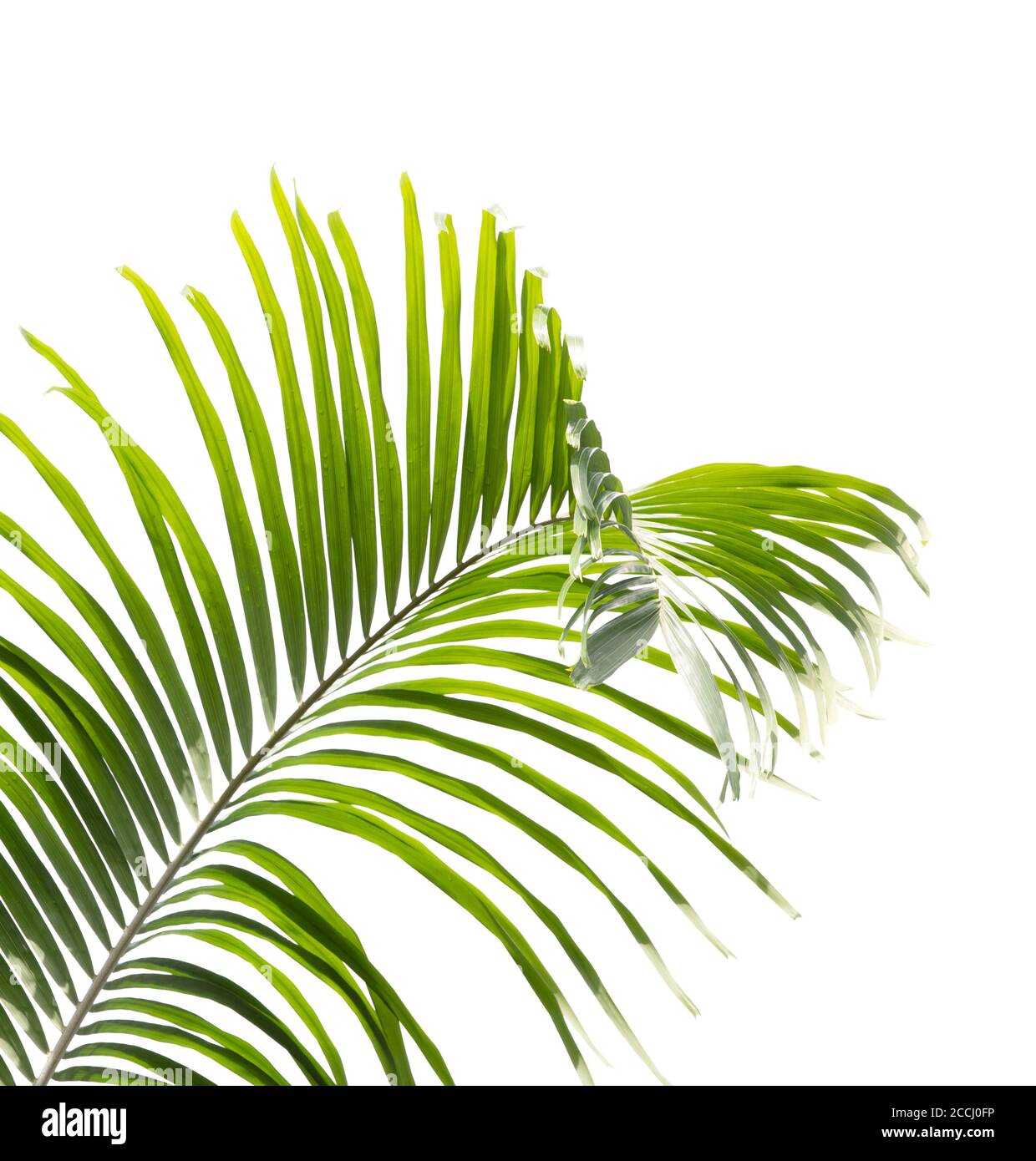 Young palm leaf isolated on white background Stock Photo