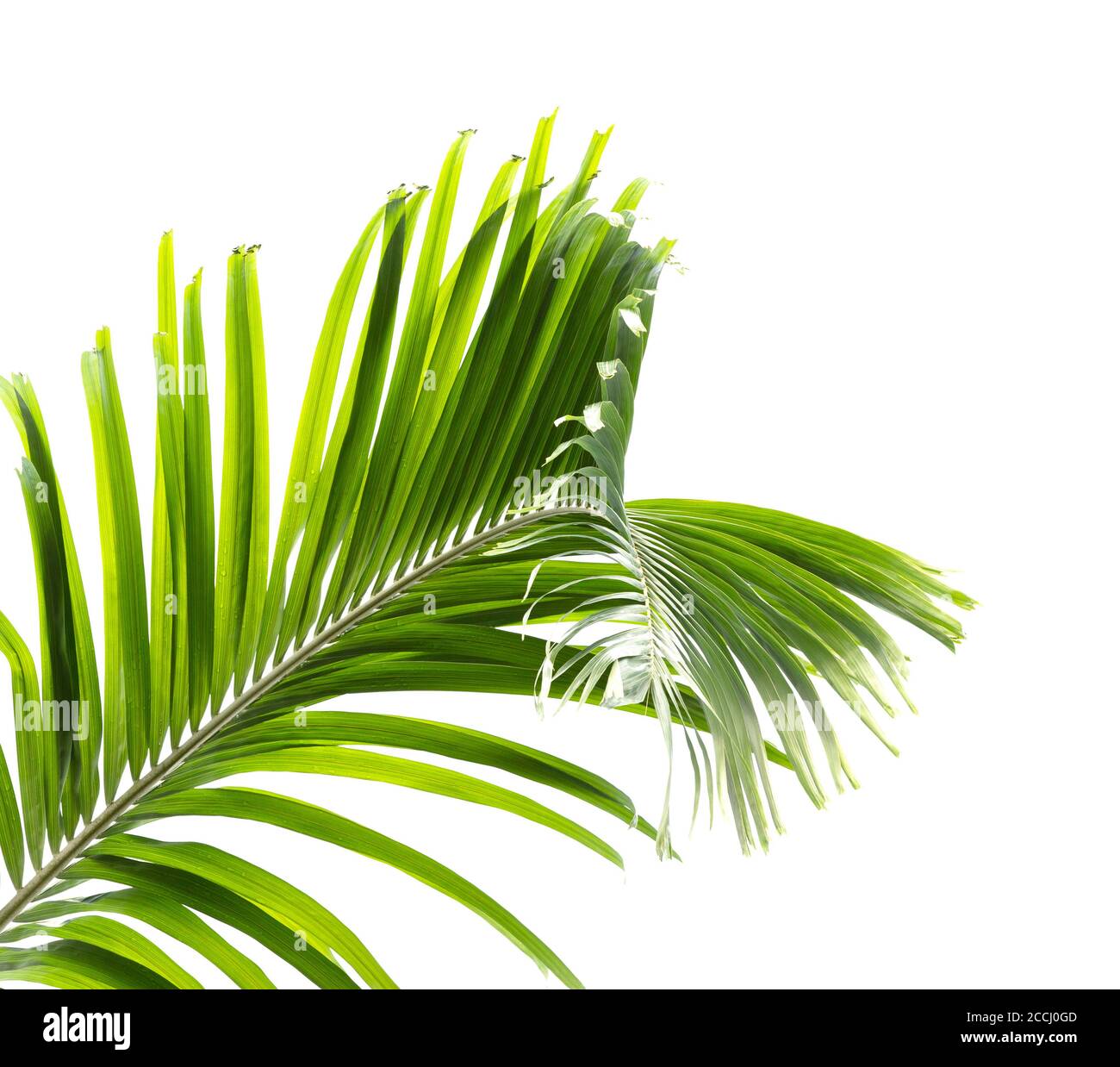Green palm leaf isolated on white background Stock Photo - Alamy