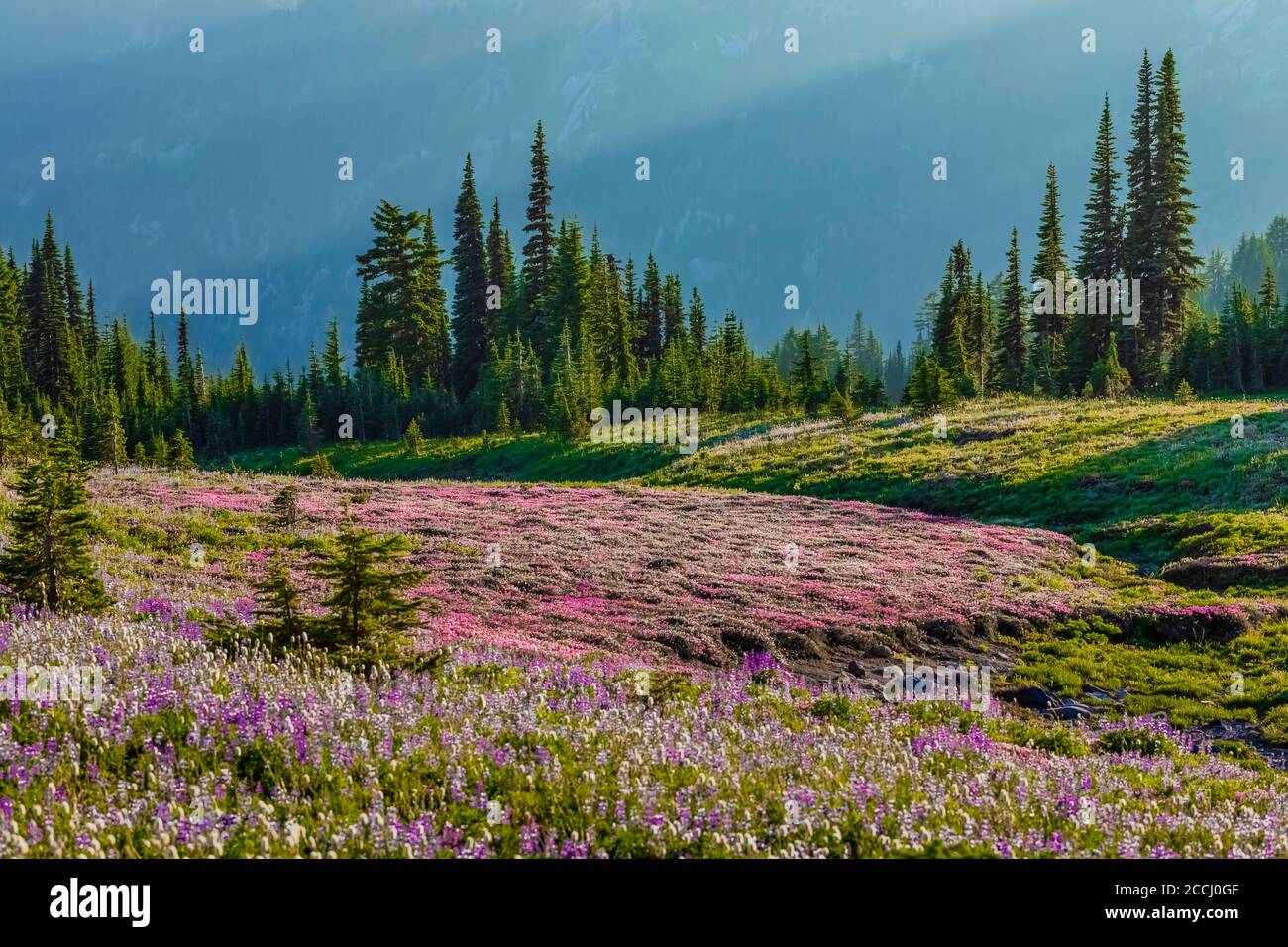 Pink Bell Heather, Phyllodoce empetriformis, and other wildflowers in a subalpine meadow along the Pacific Crest Trail in the Goat Rocks Wilderness, G Stock Photo