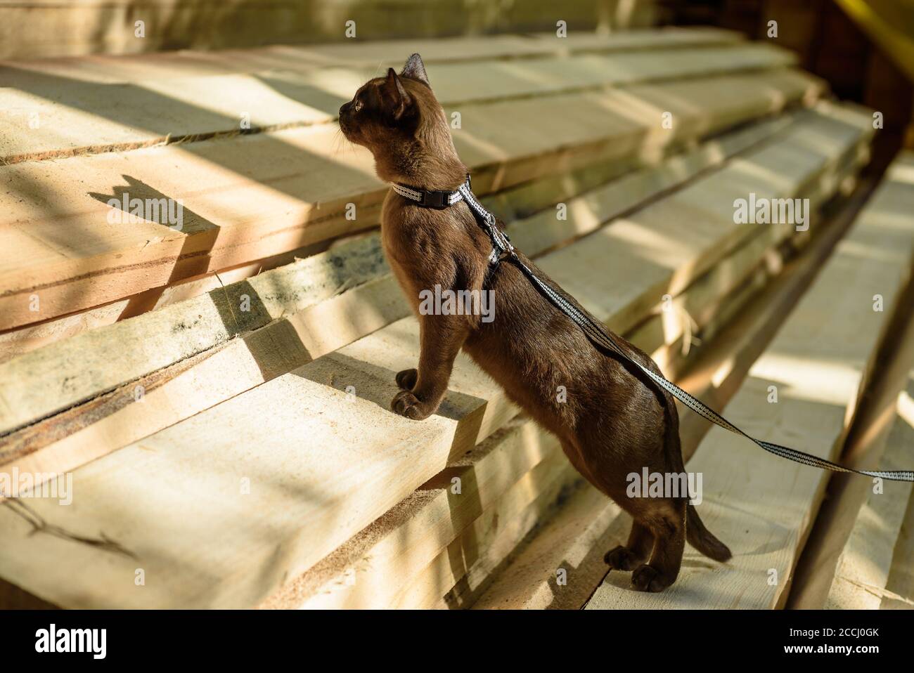 Burma cat with leash walking on lumber, playful collared pet looks at wood planks outdoor. Burmese kitten wearing harness is on building materials, yo Stock Photo