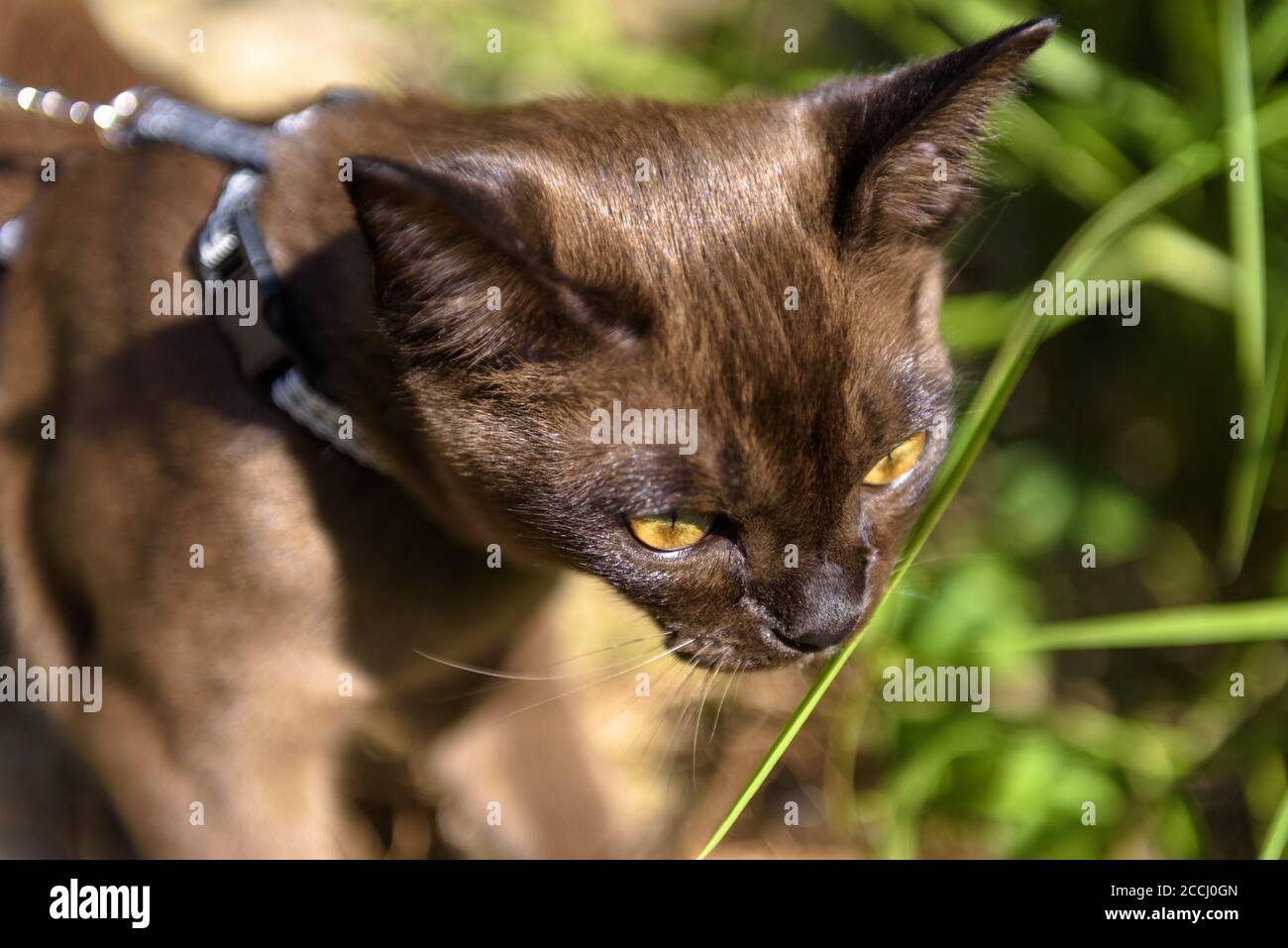 Burmese cat with leash walking outside, close view of face of collared ...