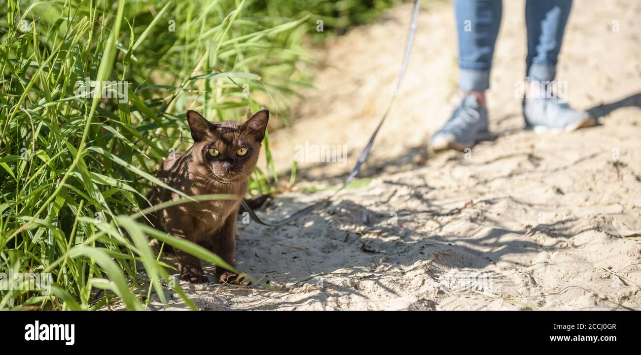 Burma cat with leash walking outside, collared pet wandering outdoor adventure. Panoramic view of Burmese cat wearing harness and its owner on beach, Stock Photo