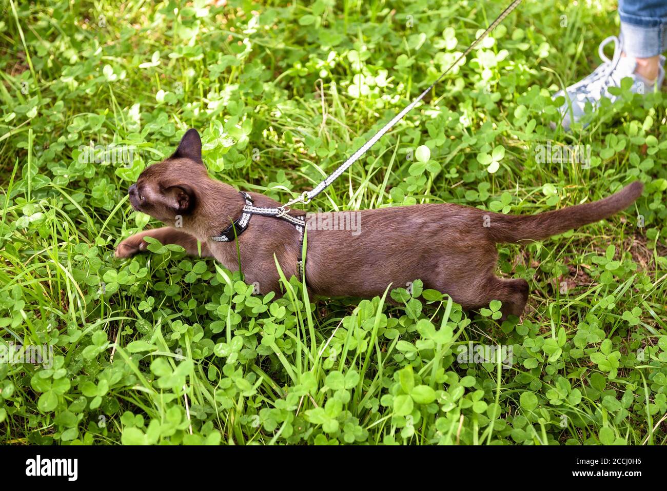 Burma cat with leash walking outside, collared pet wandering outdoor adventure in park or garden