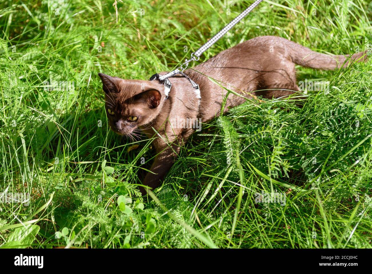 Burmese cat with leash walking outside, collared pet, kitten wandering outdoor adventure in park or garden. Burma cat wearing harness goes on grass in Stock Photo