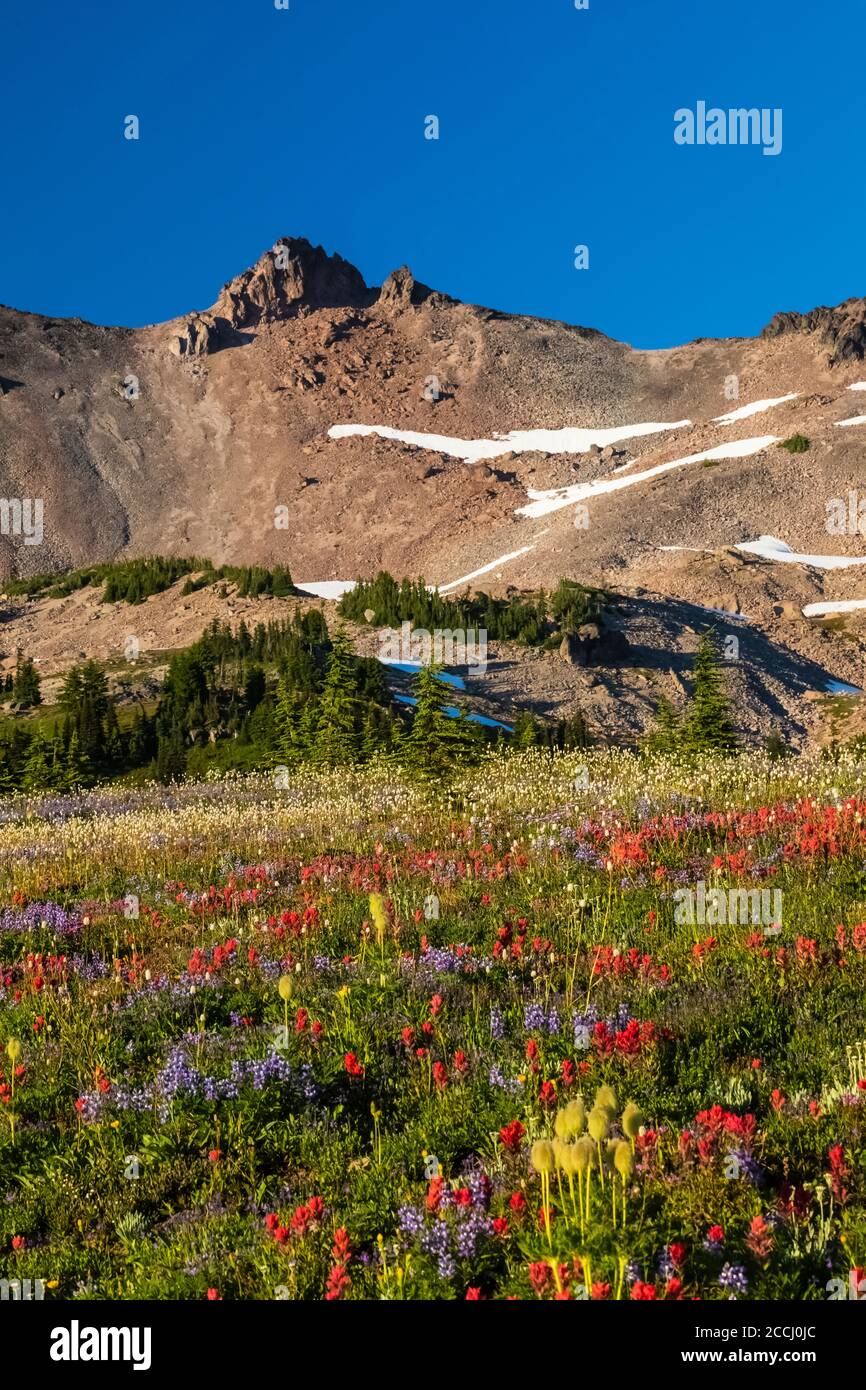 Subalpine meadow with Mountain Hemlocks and wildflowers along the Pacific Crest Trail in the Goat Rocks Wilderness, Gifford Pinchot National Forest, W Stock Photo