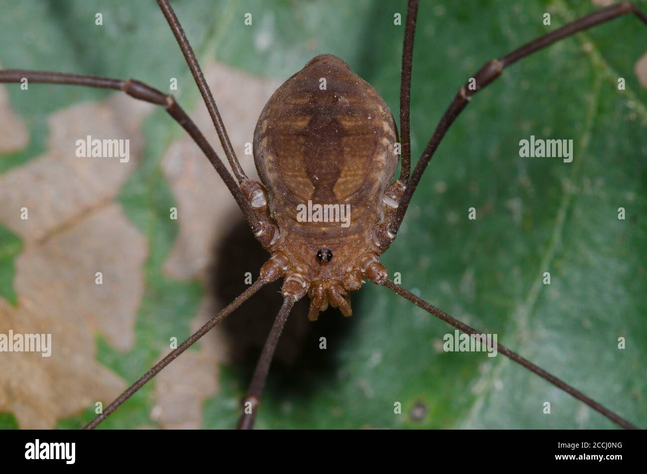 Opiliones - Harvestmen 