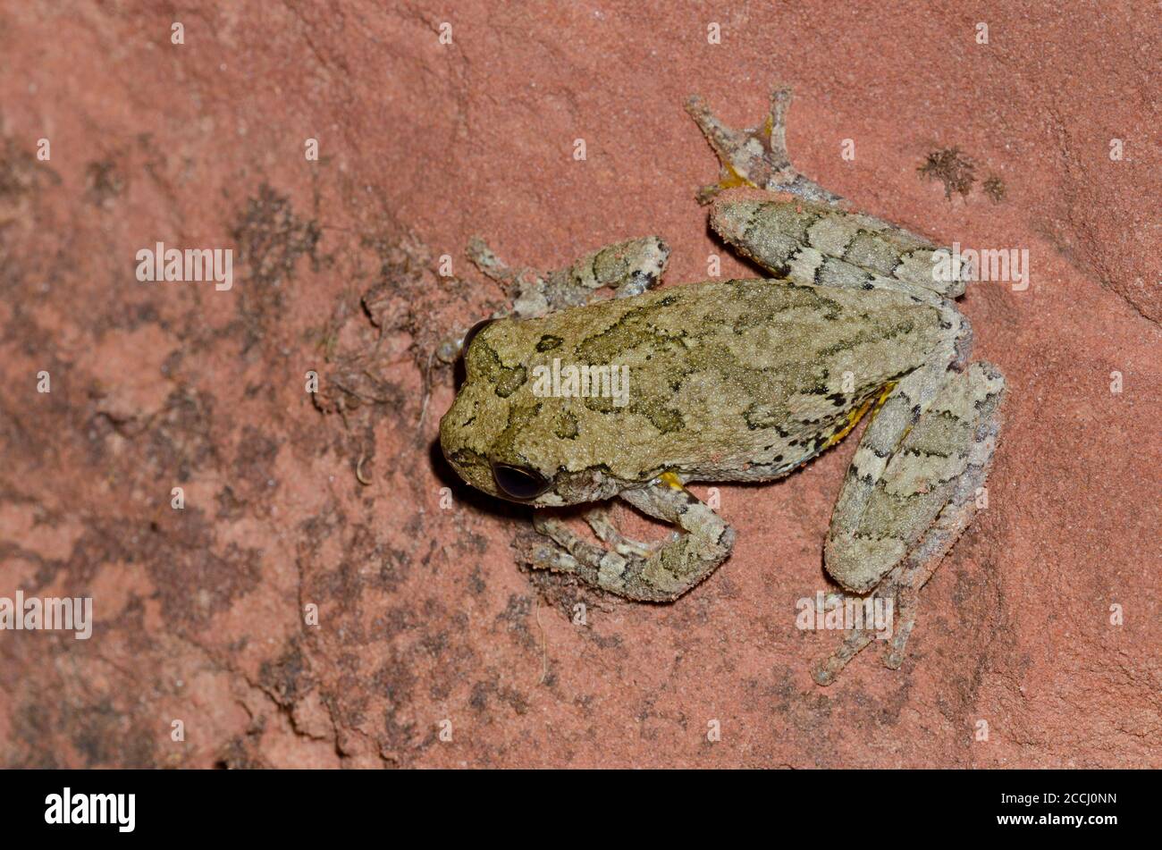 Gray Tree Frog, Hyla versicolor Stock Photo