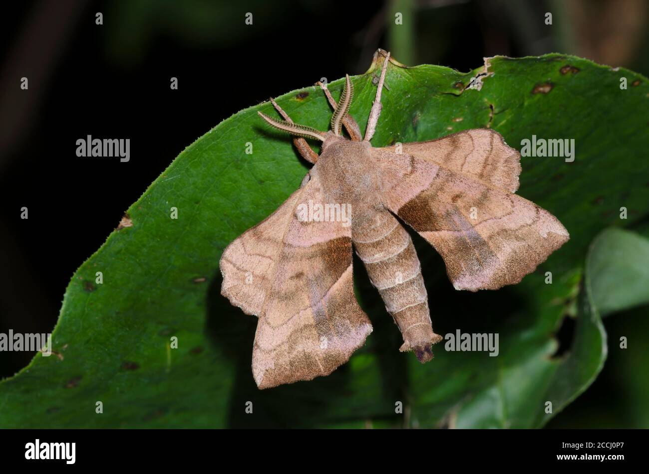 Walnut Sphinx, Amorpha juglandis Stock Photo