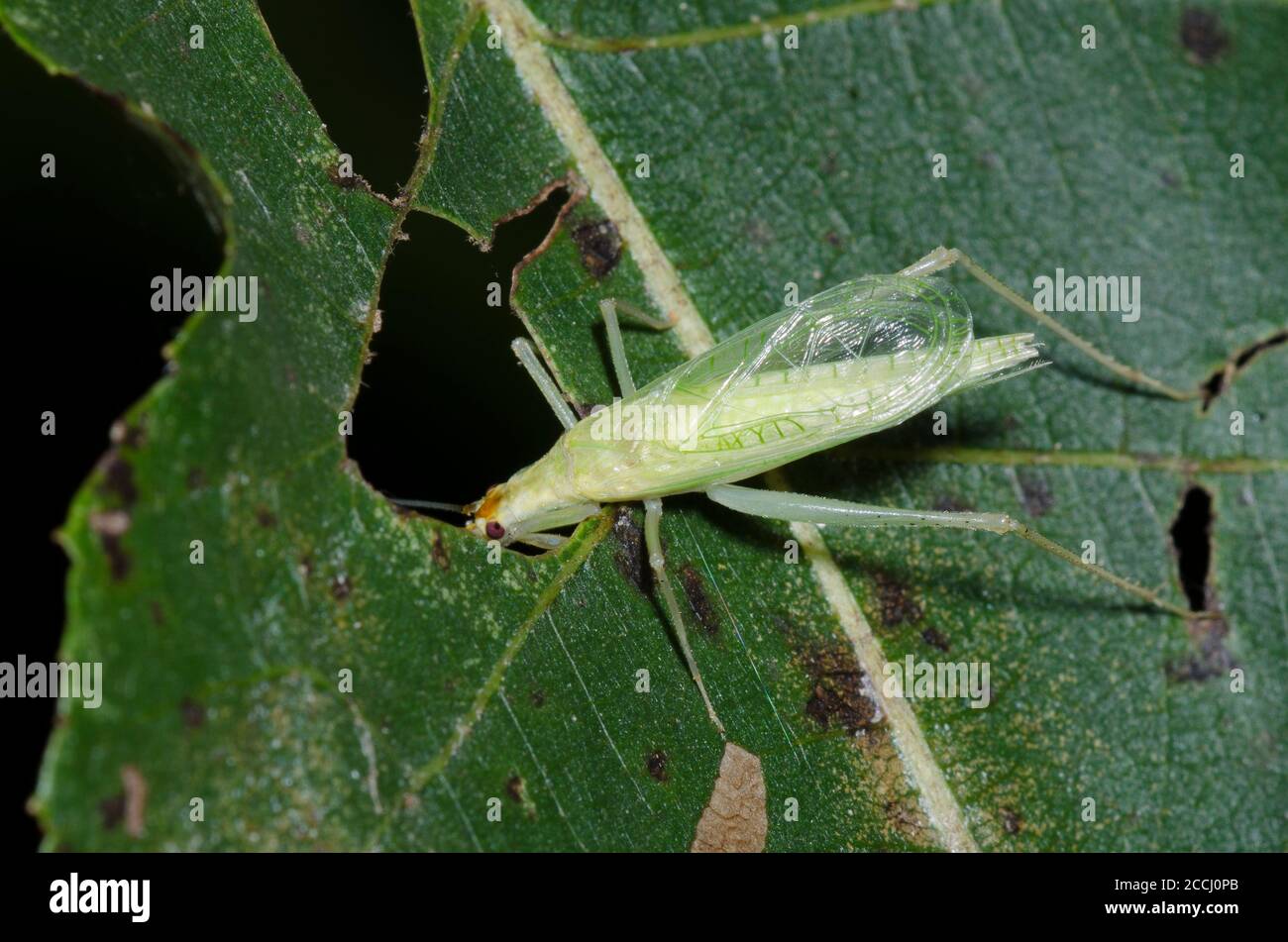 Narrow Winged Tree Cricket Oecanthus Niveus Male Singing Using Hole In Leaf To Amplify Sound Stock Photo Alamy
