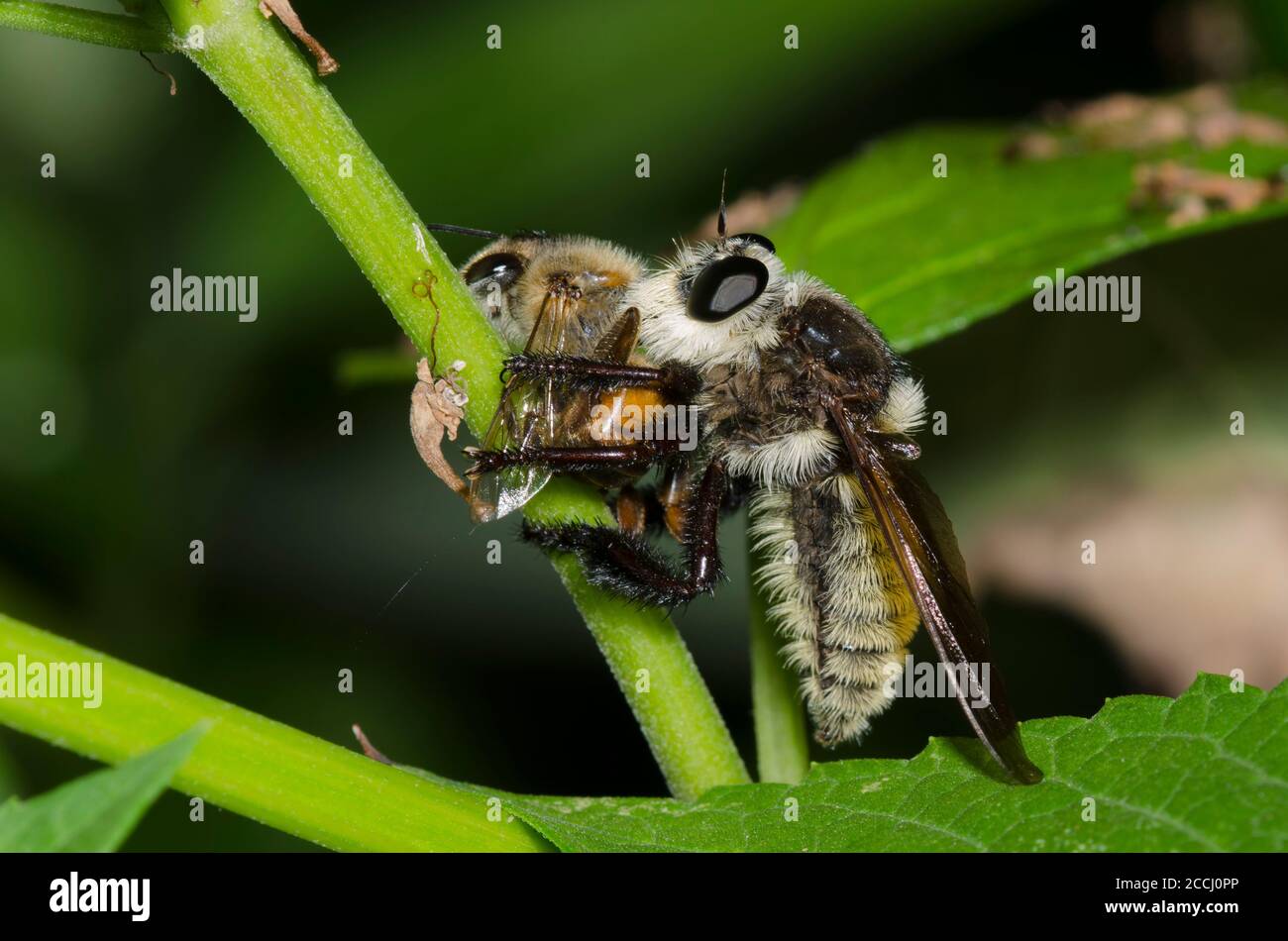 Robber Fly, Mallophora fautrix, feeding on captured Honey Bee, Apis mellifera Stock Photo