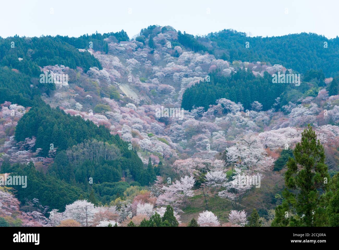 Nara, Japan Cherry blossoms at Nakasenbon area in Mount Yoshino, Nara, Japan. Mt Yoshino is