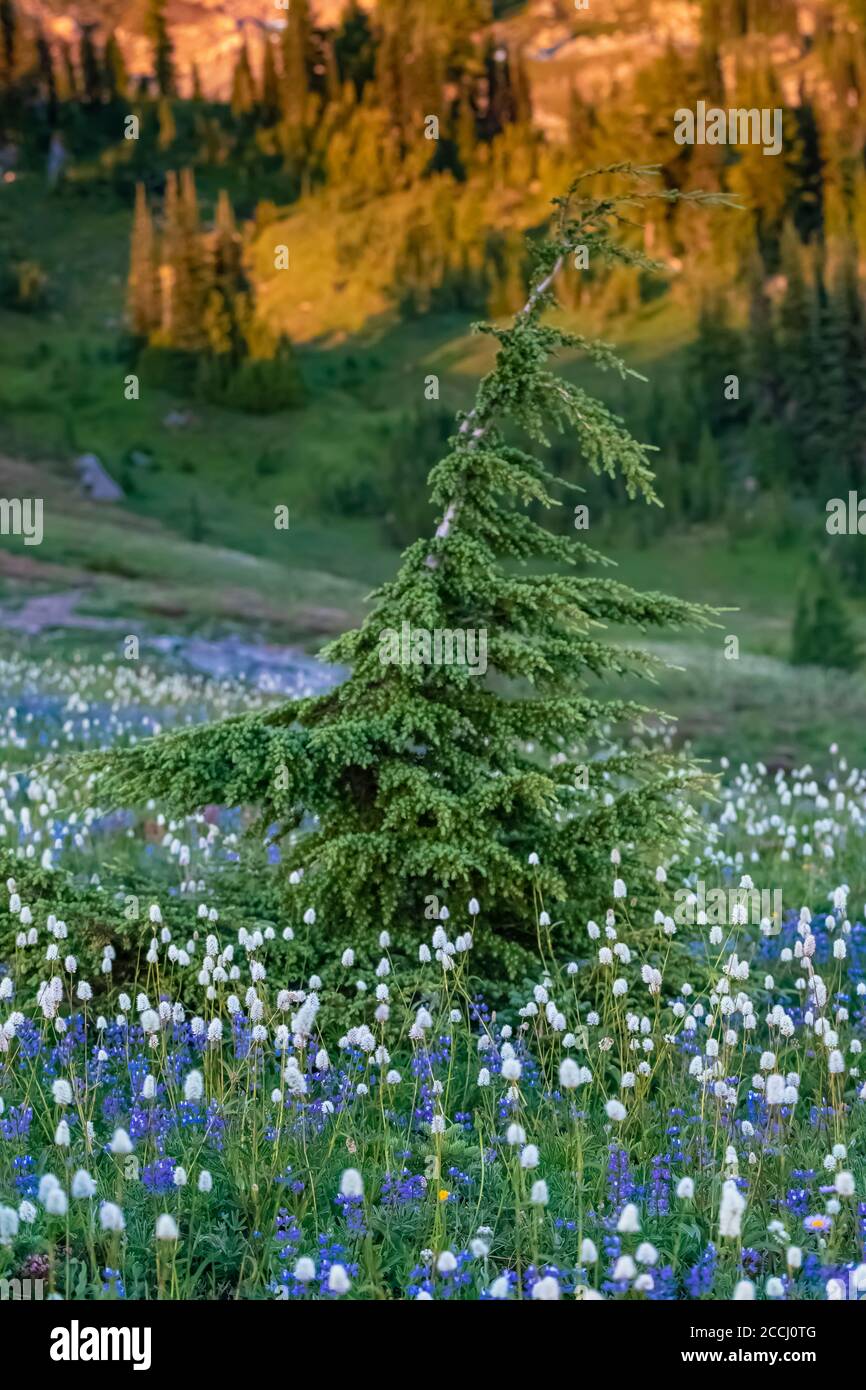 Mountain Hemlock, Tsuga mertensiana, in a subalpine meadow with lupine and bistort along the Pacific Crest Trail in the Goat Rocks Wilderness, Gifford Stock Photo
