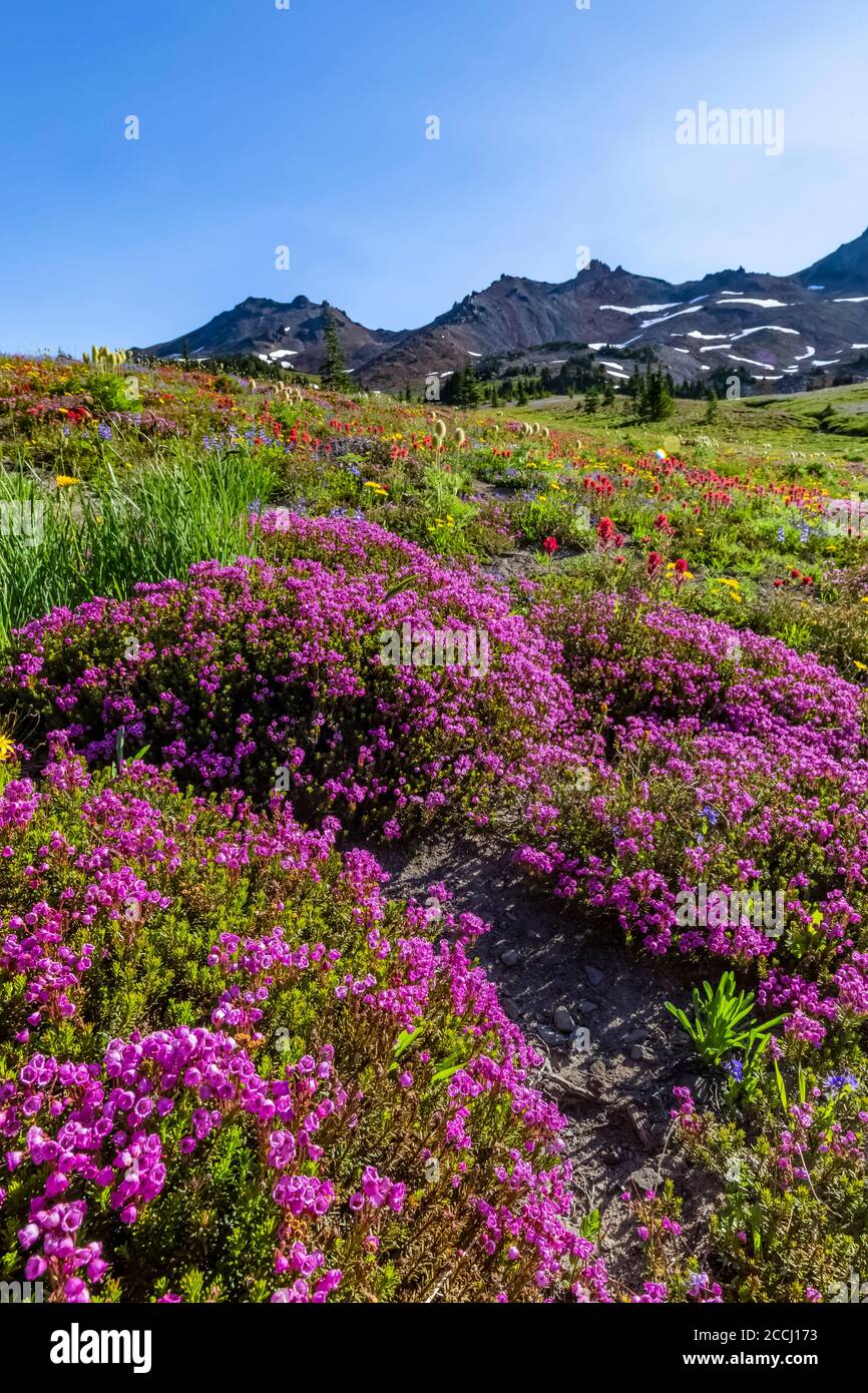 Pink Bell Heather, Phyllodoce empetriformis, in a subalpine meadow along the Pacific Crest Trail in the Goat Rocks Wilderness, Gifford Pinchot Nationa Stock Photo