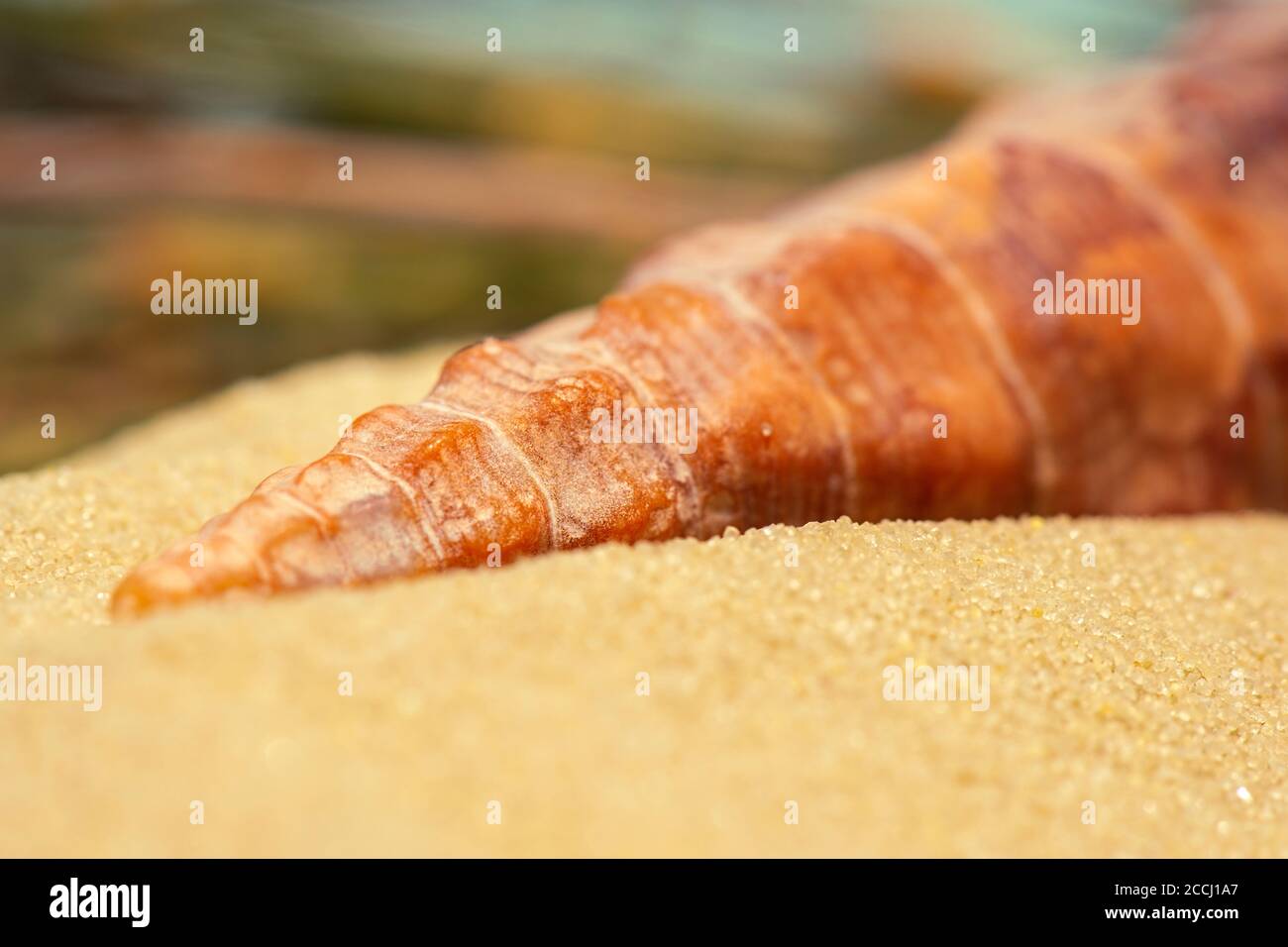 Detailed seashell hi-res stock photography and images - Alamy