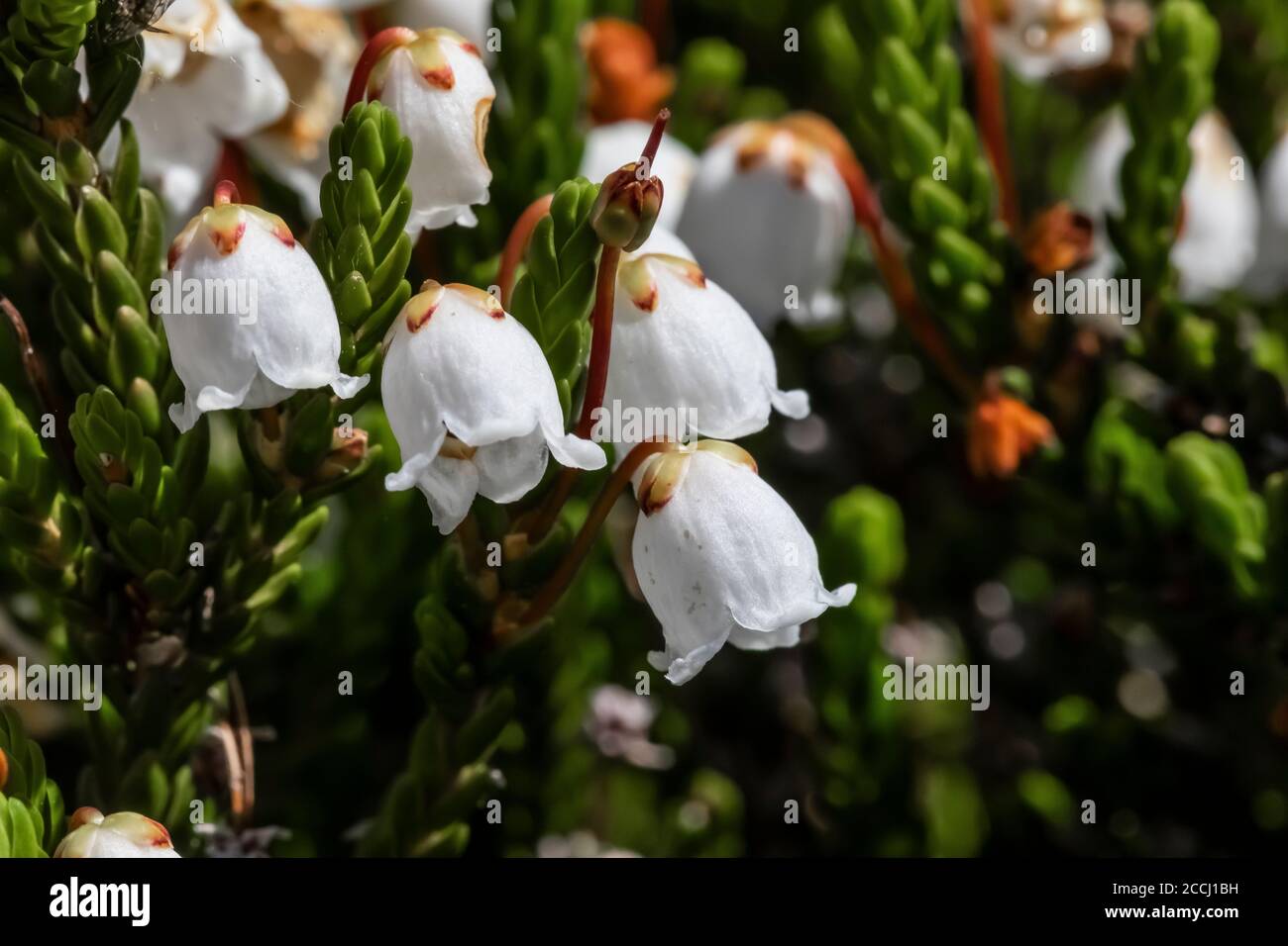 White Heather, Cassiope mertensiana, along the Pacific Crest Trail in the Goat Rocks Wilderness, Gifford Pinchot National Forest, Washington State, US Stock Photo