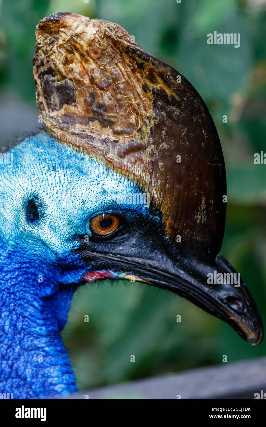Adult Southern cassowary in a bird park, Indonesia. Vertical image, Head shot. Stock Photo