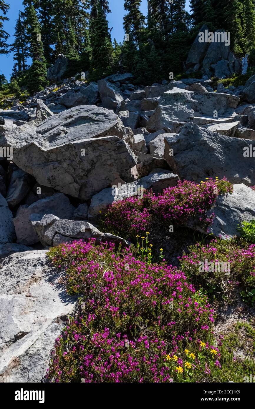 Pink Bell Heather, Phyllodoce empetriformis,  at edge of boulder field along the Pacific Crest Trail in the Goat Rocks Wilderness, Gifford Pinchot Nat Stock Photo
