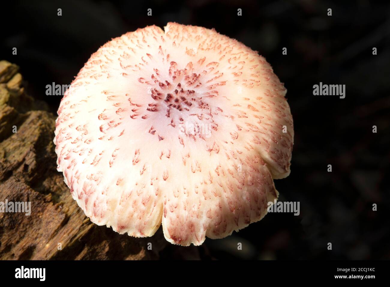 White mushroom on decayed wood. Stock Photo