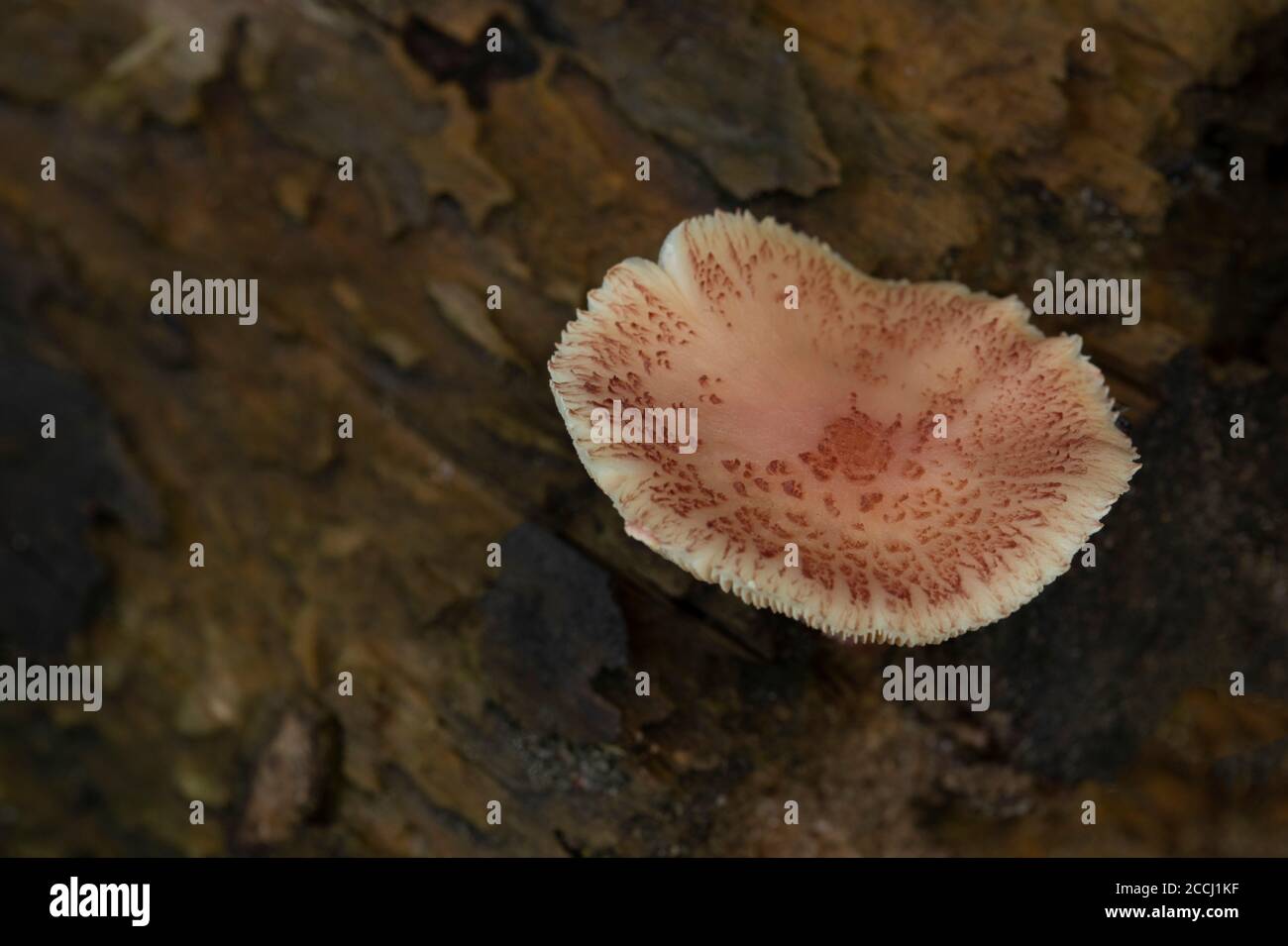 Brown mushroom on decayed wood. Stock Photo