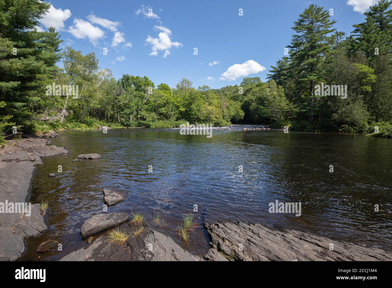 Oxtongue hi-res stock photography and images - Alamy