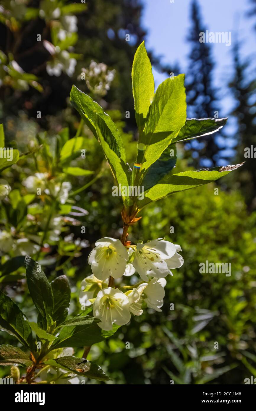 White Rhododendron, Rhododendron albiflorum, blooming along the Pacific Crest Trail near Cispus Basin in the Goat Rocks Wilderness, Gifford Pinchot Na Stock Photo