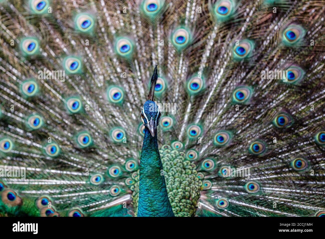 Peacock Bali main image 1