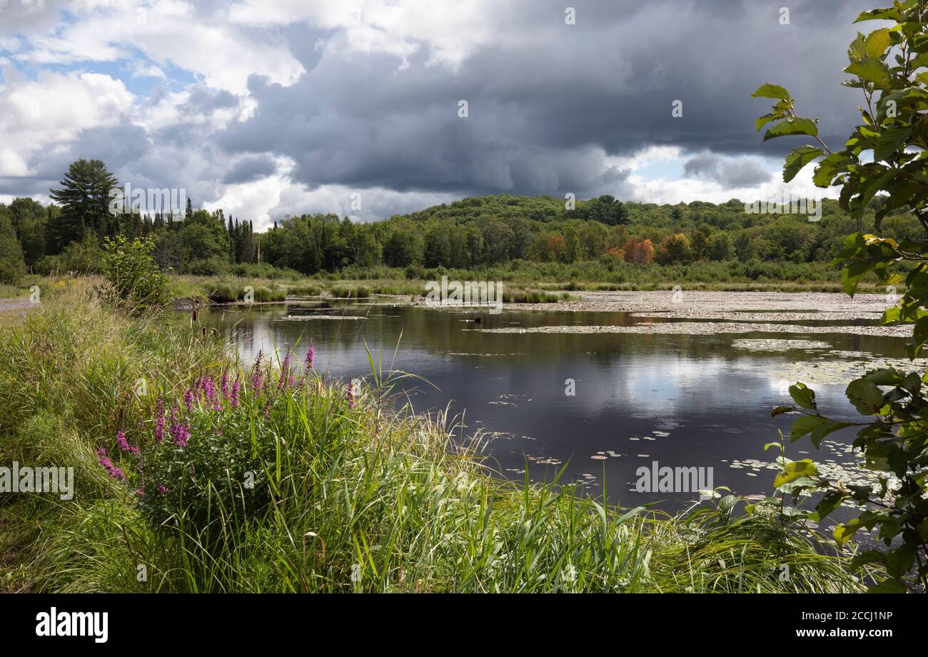Dark storm clouds over forest hi-res stock photography and images - Alamy