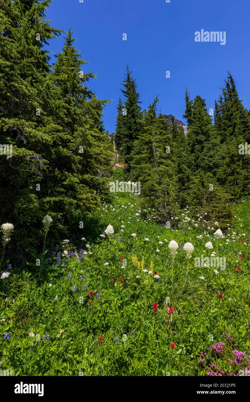 Subalpine wildflower meadow along the Snowgrass Trail in the Goat Rocks Wilderness, Gifford Pinchot National Forest, Washington State, USA Stock Photo