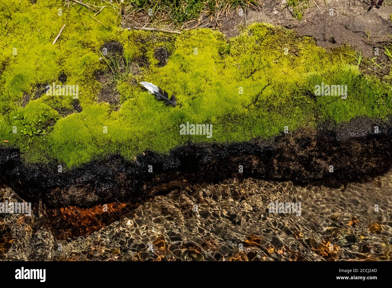 Lush mosses growing on recently melted out wet soil along the Cispus River in the Goat Rocks Wilderness, Gifford Pinchot National Forest, Washington S Stock Photo