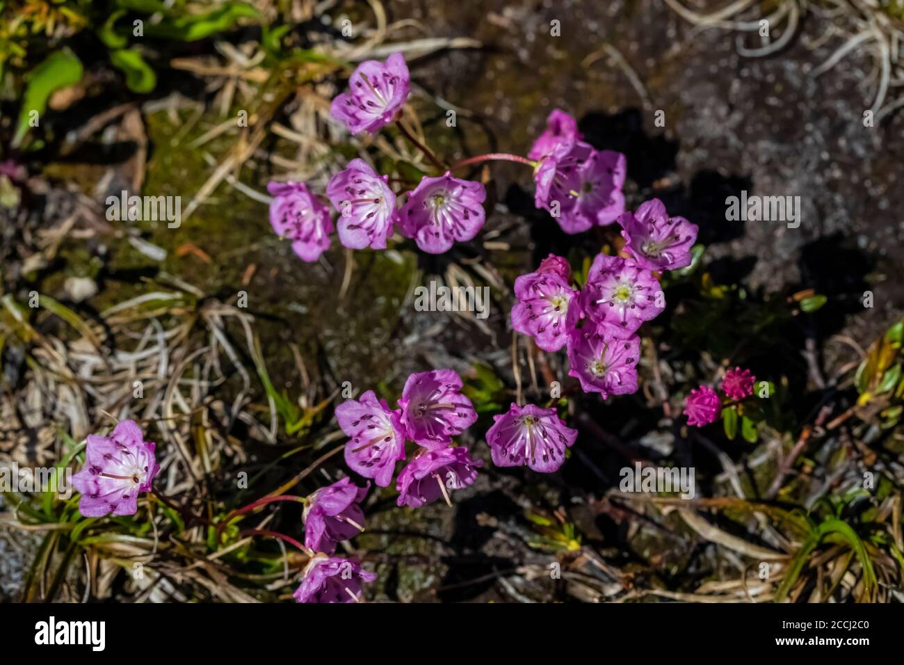 Western Bog Laurel, Kalmia microphylla, blooming right after snowmelt in an alpine bog in Cispus Basin, Goat Rocks Wilderness, Gifford Pinchot Nationa Stock Photo
