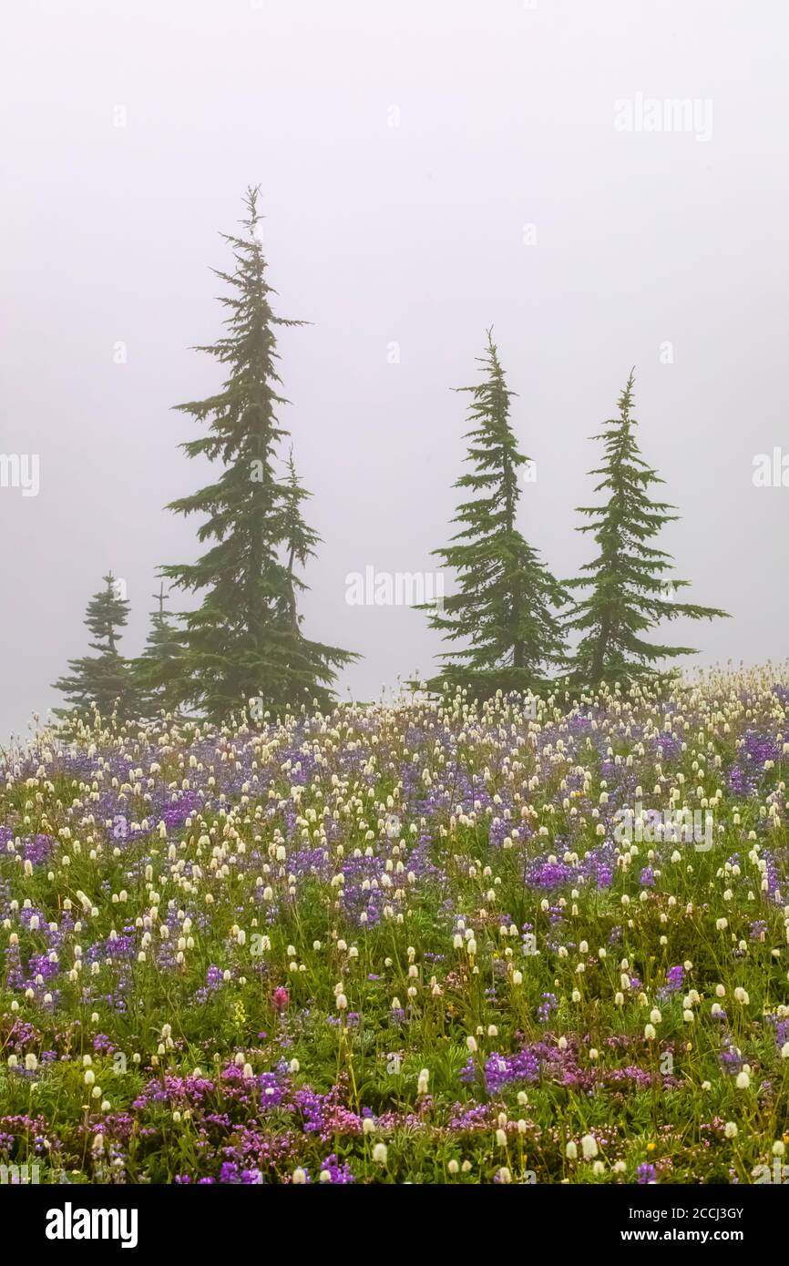 Subalpine wildflower meadow with Mountain Hemlocks along the Pacific Crest Trail in the Goat Rocks Wilderness, Gifford Pinchot National Forest, Washin Stock Photo