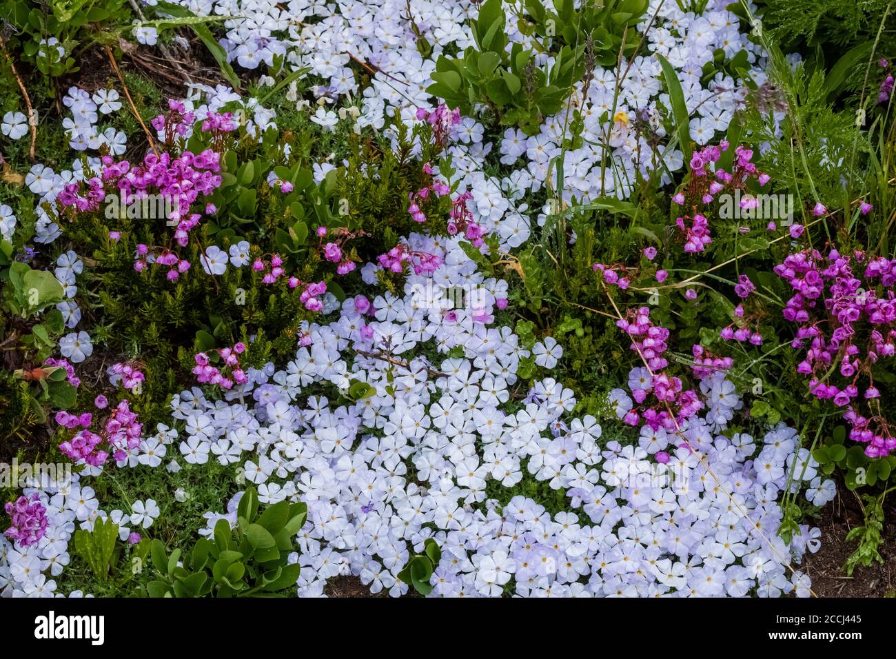 Spreading Phlox, Phlox diffusa, with Pink Bell Heather, Phyllodoce empetriformis, along the Pacific Crest Trail in the Goat Rocks Wilderness, Gifford Stock Photo