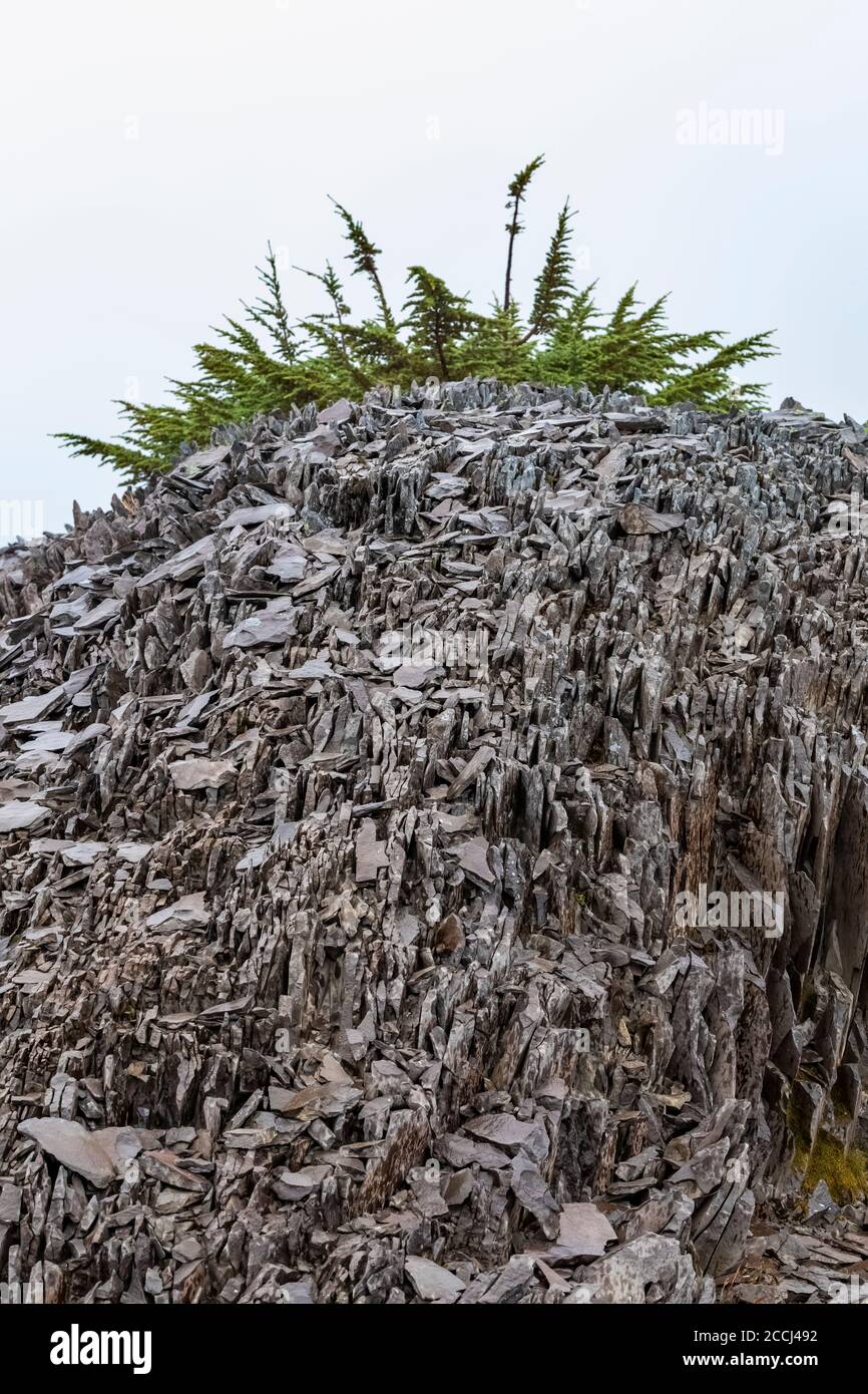Stunted conifer tree atop rocks shattered by frost along the Pacific ...